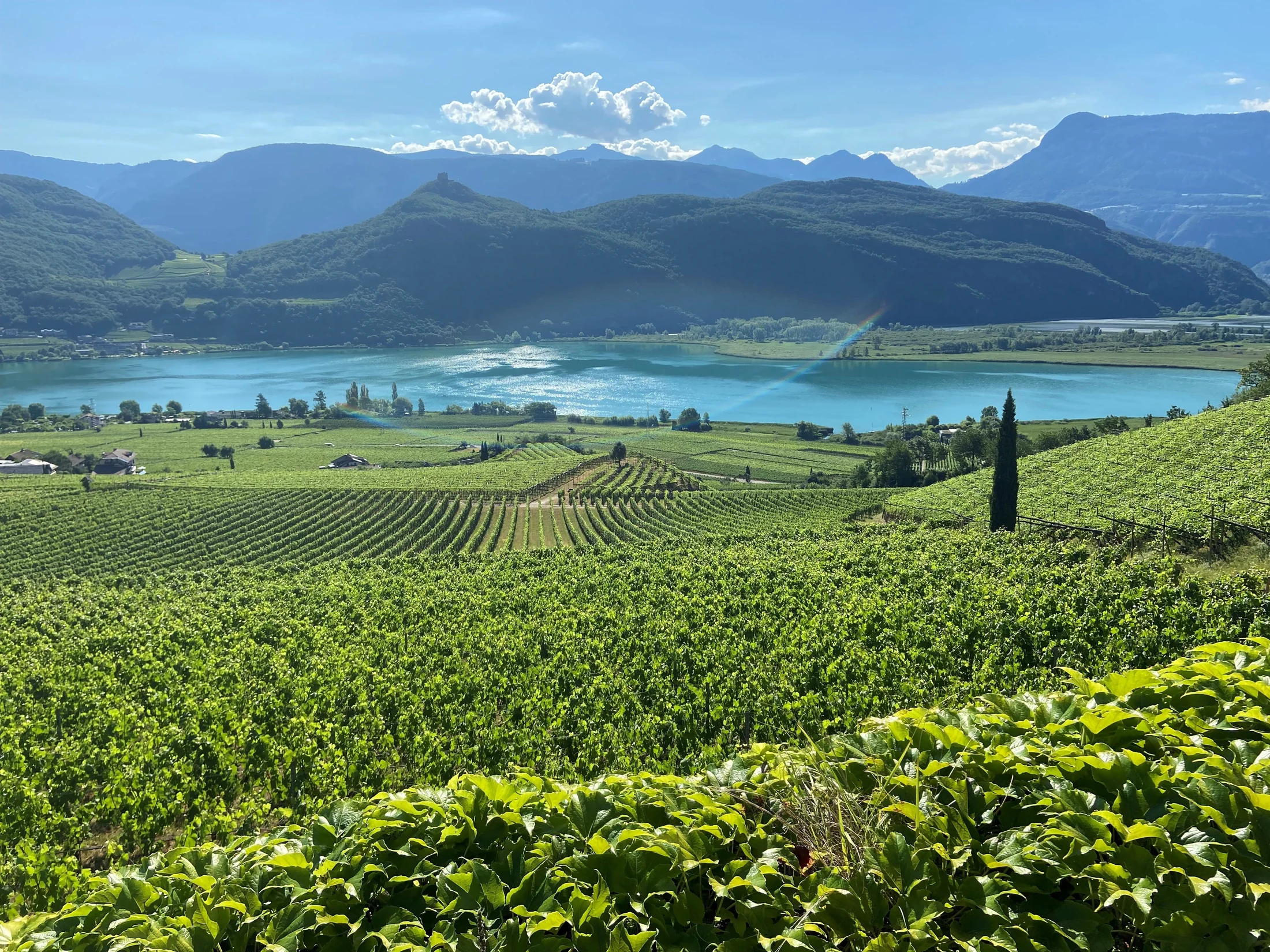 Weinberge oberhalb des Kalterer Sees