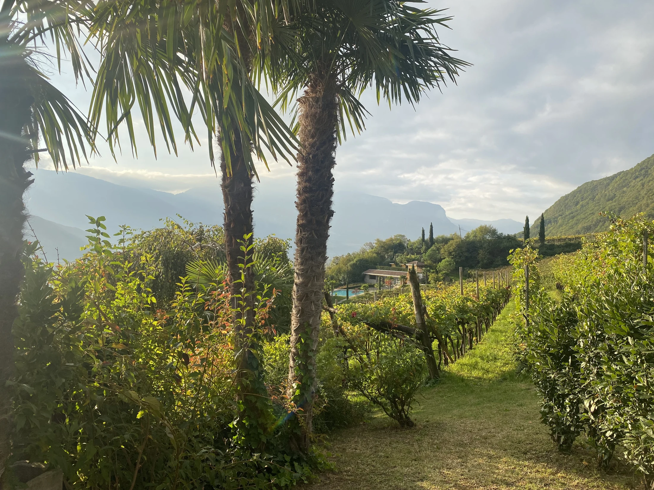 Weg durch die Reben am Arzenhof